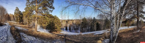 Тюльпаны панорама