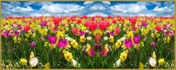 Цветущее дерево в поле