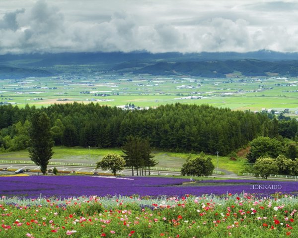 Красивые цветы панорама