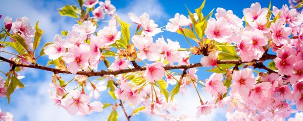 Япония цветение Фудзи