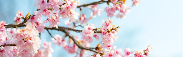 Лето панорама