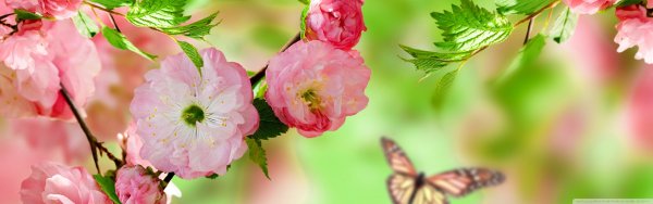 Альпийские Луга Австрии