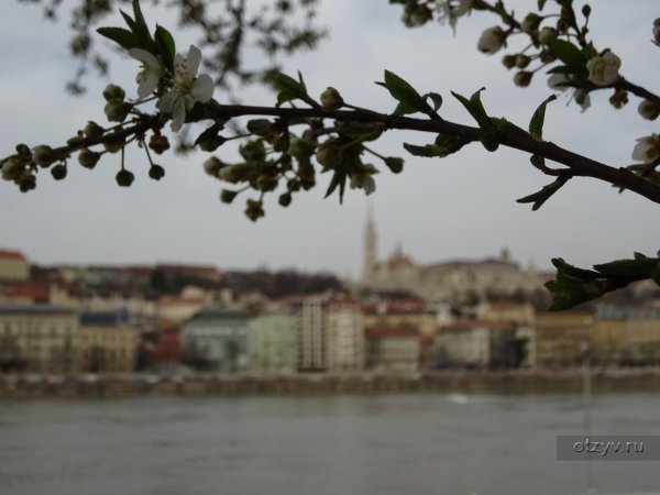 Цветущий Будапешт