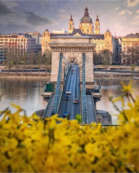 Магнолия в Праге Петршин