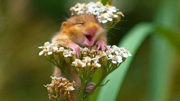 Девочка с одуванчиком