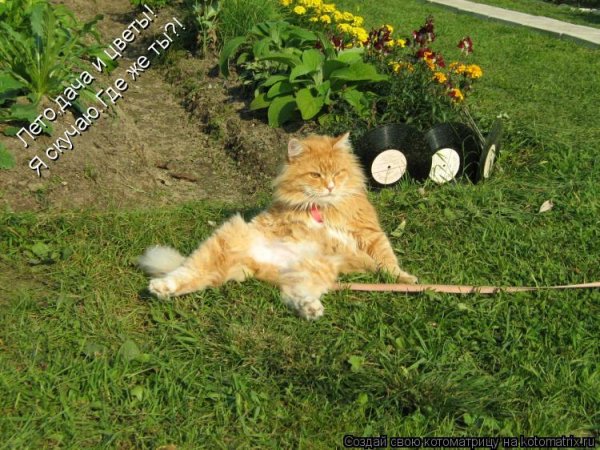 Прикольные коты для дачи