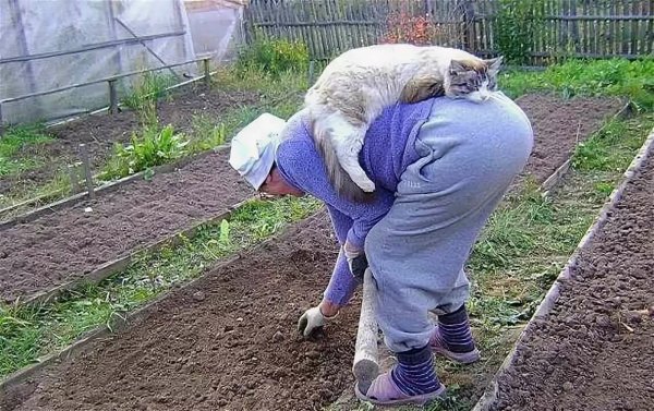 Карикатуры дача огород