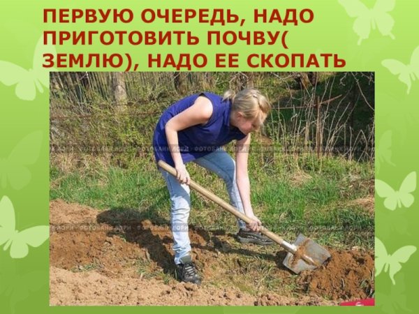 Цветущий Яблоневый сад весной