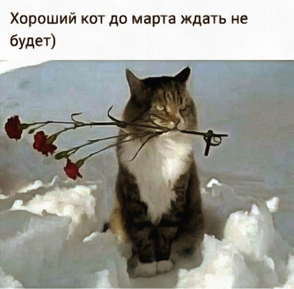 Кот ждет весну
