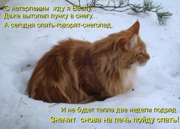 Снежное утро понедельника