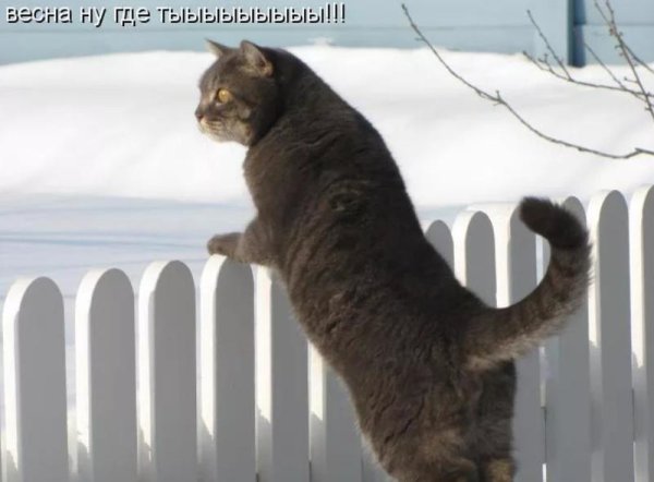 День мартовских котов