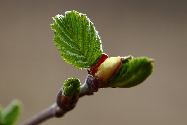 Липа распускание листочков