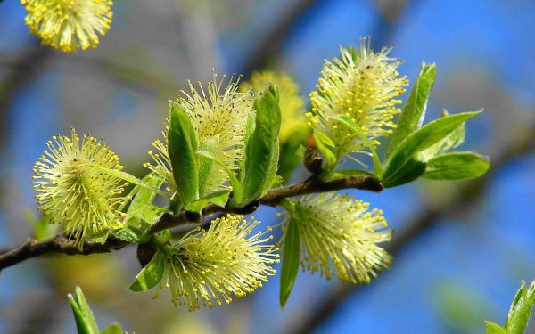 Ветки береза