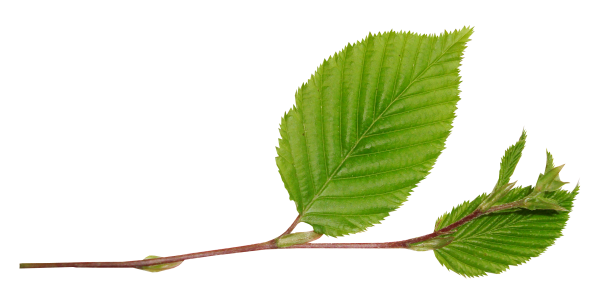 Весна почки