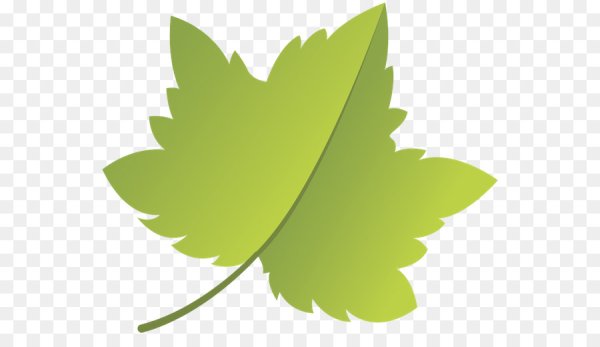 Весна первые листочки