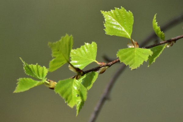 Распускание почек на деревьях