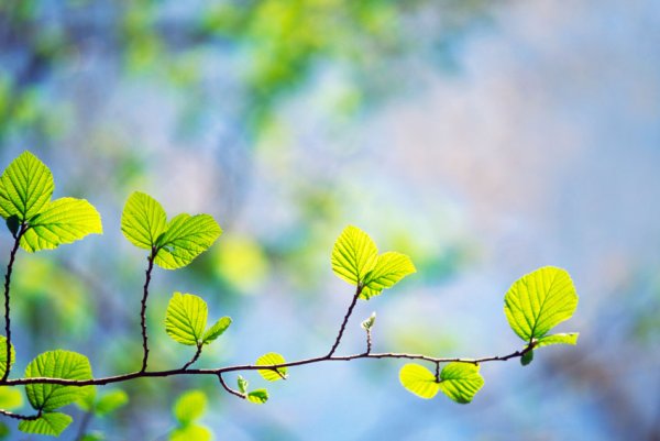 Свежая Весна