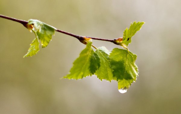 Липа распускание листочков