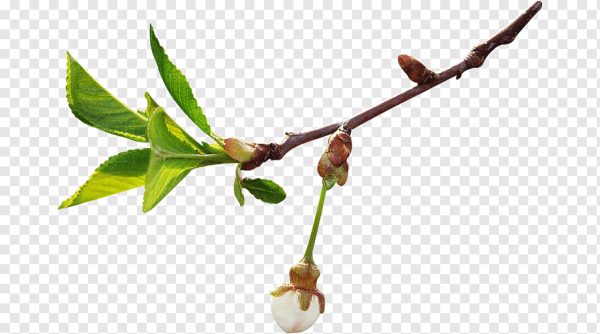 Весна первые листочки