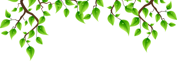 Распускаются первые листья