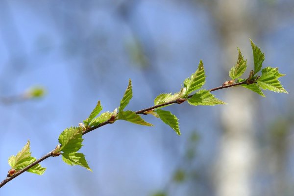 Зеленые листья на прозрачном фоне