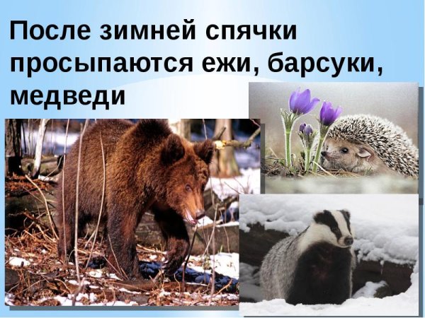 Звери просыпаются весной
