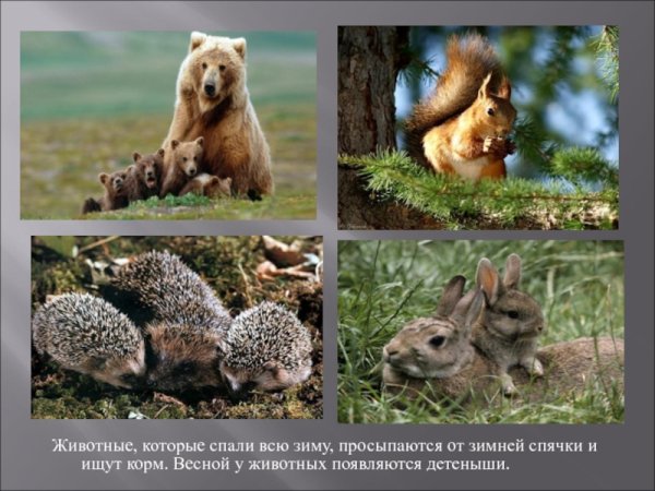 Звери просыпаются весной