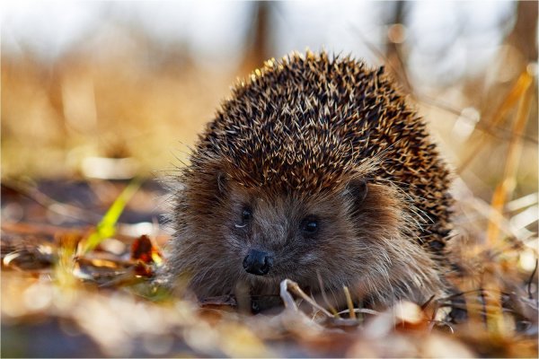 Еж в лесу