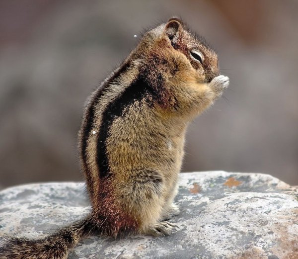 Бурундук проснулся