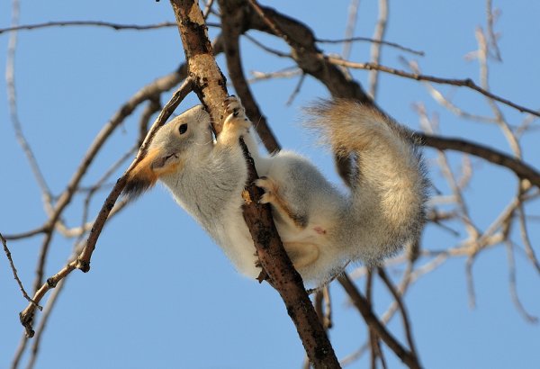 Барсук в спячке