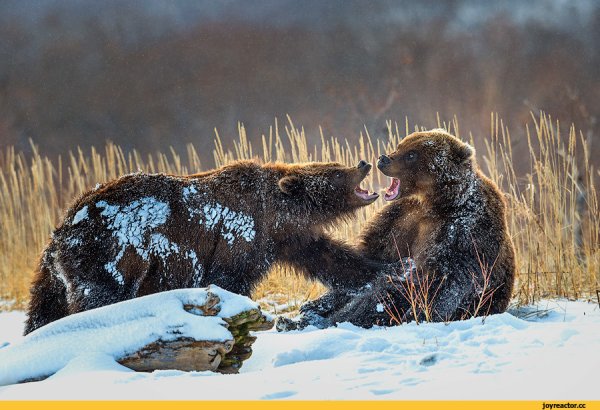 Звери весной для дошкольников