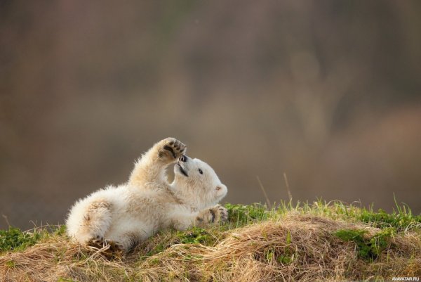 Весна просыпается