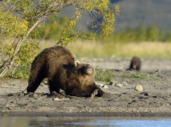 Пробирается медведь сквозь Лесной валежник