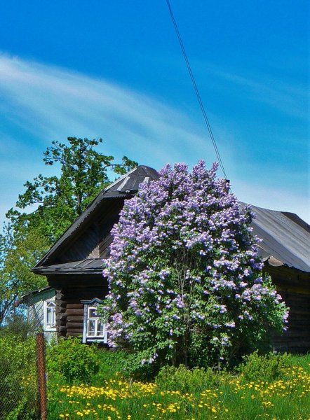 Домик в деревне