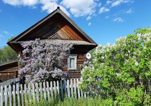 Домик с сиренью в деревне