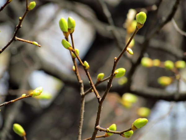 Ветка весной