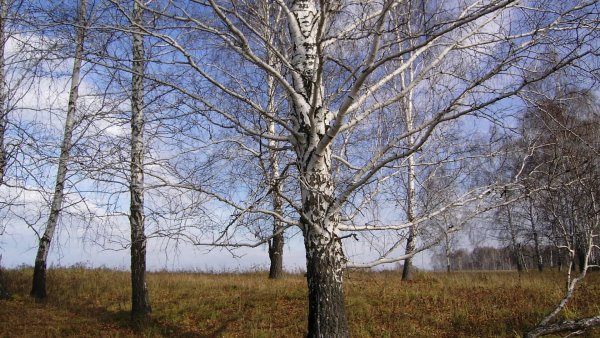 Ранняя Весна деревья