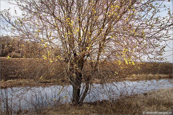 Снежные деревья в городе