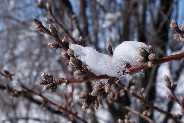 Ранняя Весна деревья