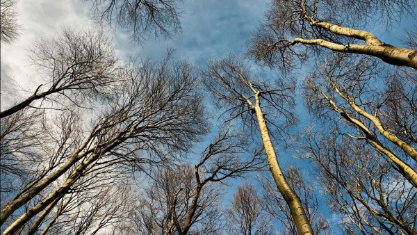 Весна почки на деревьях