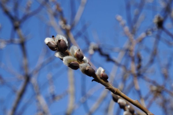 Распускание почек на деревьях