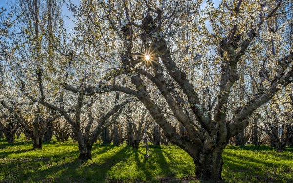 Почки распускаются