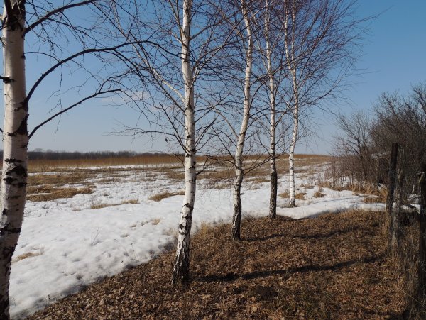 Березка тонкая подросток меж берез