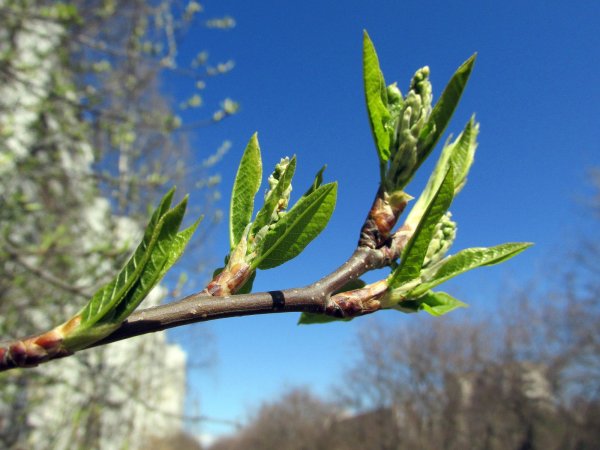 Дерево цветущее ранней весной
