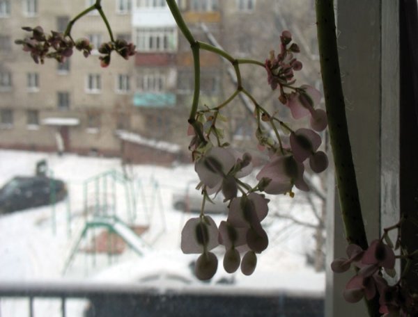 Ранняя Весна вид из окна