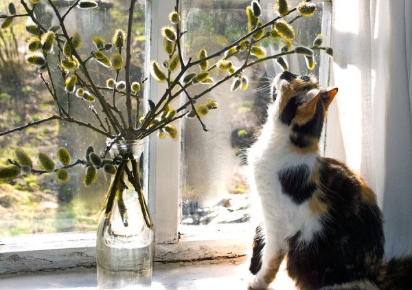 Вербные коты