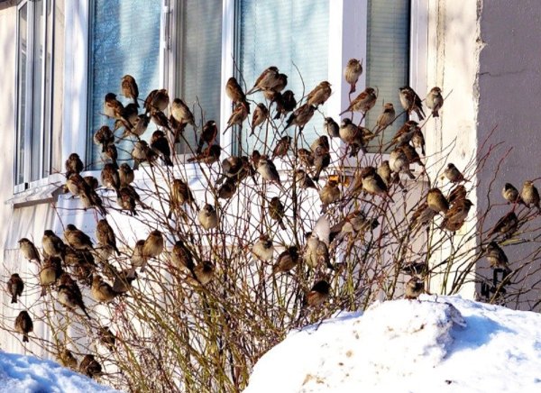 Стая Воробьев зимой