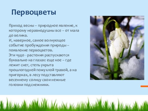 Описание весенних цветов
