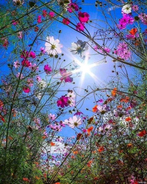 Цветы в лучах солнца