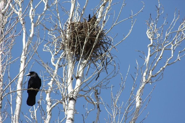 Март Грачи прилетели
